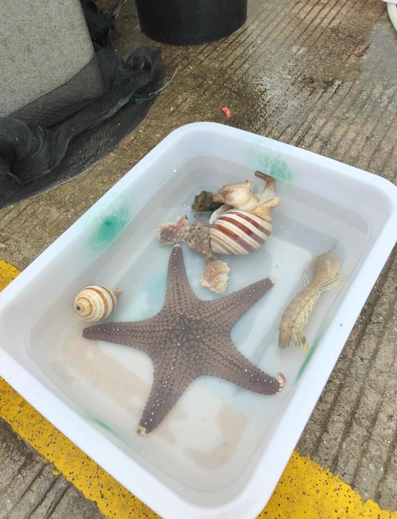 深圳最大水族批發市場，深圳最后一筐皮皮蝦水族集散中心之一\