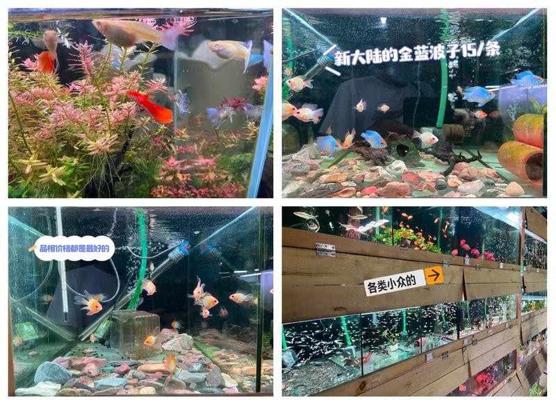 深圳最大水族批發市場，深圳最后一筐皮皮蝦水族集散中心之一\