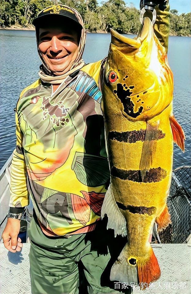 皇冠三間魚一只價格，國內十大適合家養的大型觀賞魚,最后一個基本是魚缸常客,愛養魚的小光 皇冠三間魚一只價格，國內十大適合家養的大型觀賞魚,最后一個基本是魚缸?？?愛養魚的小光 龍魚論壇 第5張