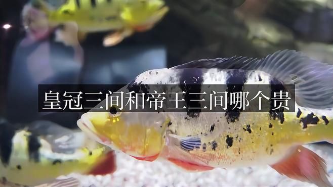 皇冠三間魚一只價格，國內十大適合家養的大型觀賞魚,最后一個基本是魚缸?？?愛養魚的小光 皇冠三間魚一只價格，國內十大適合家養的大型觀賞魚,最后一個基本是魚缸?？?愛養魚的小光 龍魚論壇 第3張