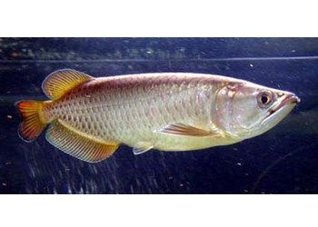 星點(diǎn)龍魚水族箱布置要點(diǎn)：星點(diǎn)龍魚水族箱布置