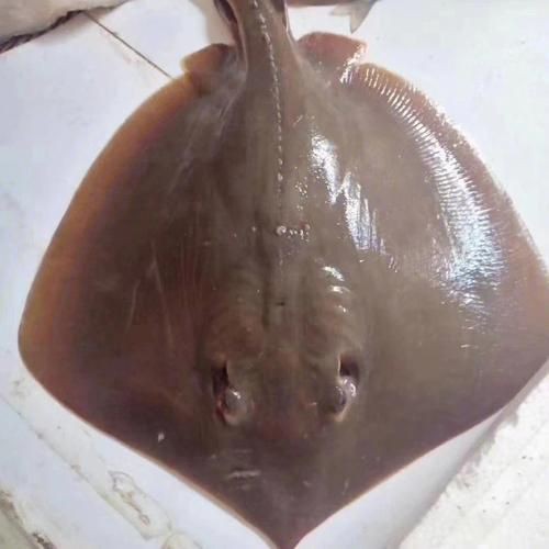 魔鬼魚臉圖片，攝影師拍到罕見“魔鬼魚”,科普揭秘其真實面貌