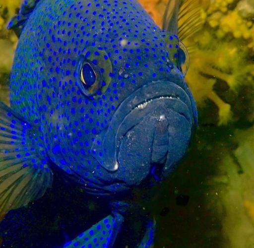 魔鬼魚臉圖片，攝影師拍到罕見“魔鬼魚”,科普揭秘其真實面貌