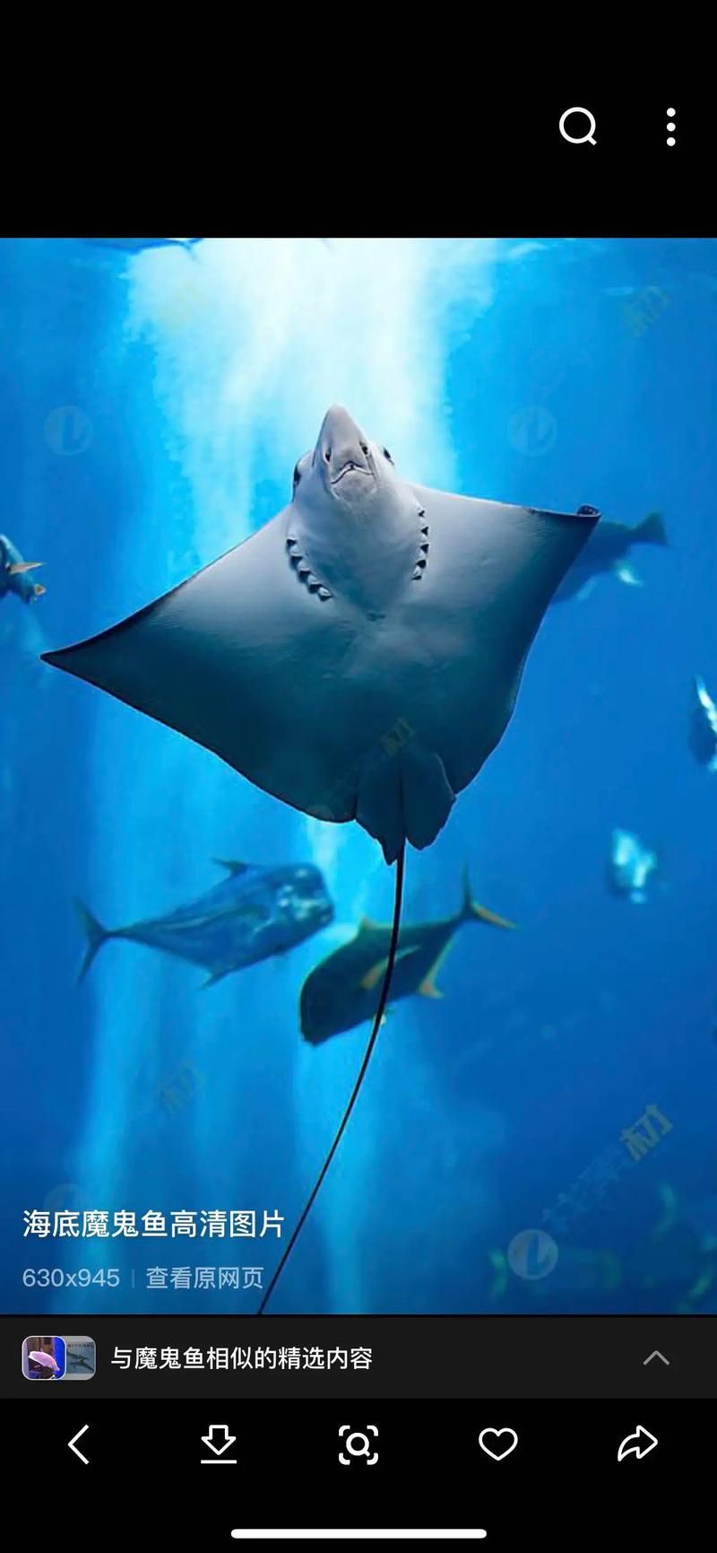 魔鬼魚臉圖片，攝影師拍到罕見“魔鬼魚”,科普揭秘其真實面貌