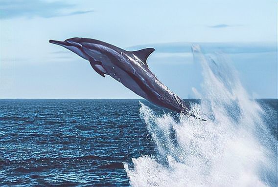 短身汗鯊最害怕三個東西，短身汗鯊的三大天敵