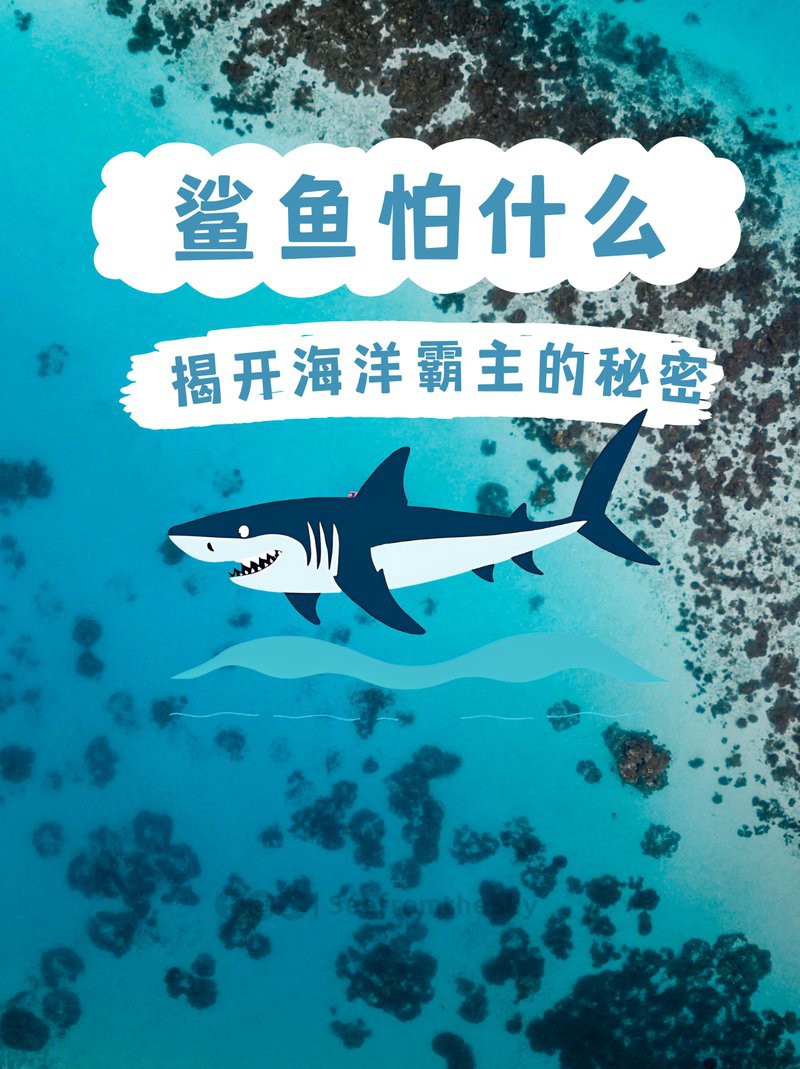 短身汗鯊最害怕三個東西，短身汗鯊的三大天敵