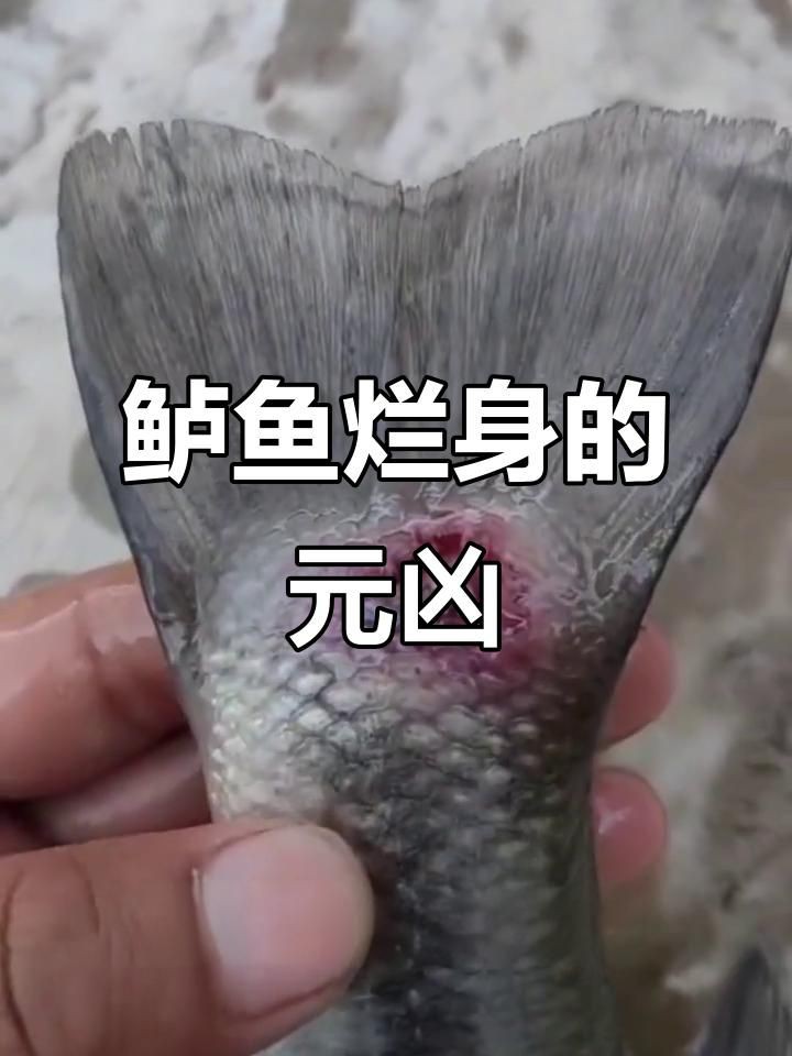 魚爛身是什么原因，魚出現(xiàn)“爛身”現(xiàn)象的原因復雜多樣，養(yǎng)殖戶若發(fā)現(xiàn)病魚應及時隔離