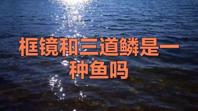 框鏡和三道鱗是一種魚嗎，框鏡魚和三道鱗一樣嗎