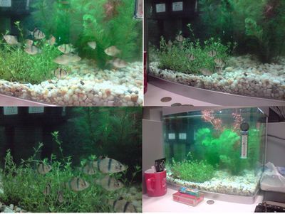 大慶市薩爾圖區(qū)淼鑫水族館（大慶市薩爾圖區(qū)淼鑫水族館電話）