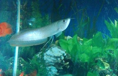 龍魚體表寄生蟲用什么藥治療效果好