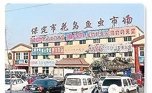 全國最大觀賞魚批發市場，中國觀賞魚市場 全國最大觀賞魚批發市場，中國觀賞魚市場 龍魚論壇 第6張