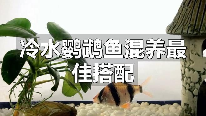 冷水魚混養最佳搭配，《冷水魚混養最佳搭配》