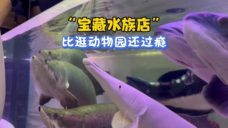 寶國吐水族店，寶國吐水族店有哪些特色產品