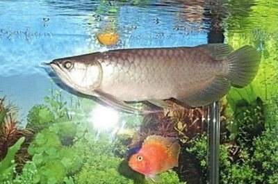 龍魚(yú)龍須掉了怎么辦