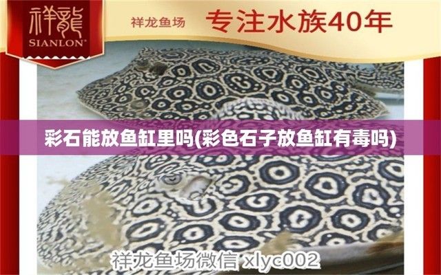 魚缸放彩色石子怎么布景：如何將彩色石子布置入魚缸 魚缸放彩色石子怎么布景：如何將彩色石子布置入魚缸 魚缸百科 第2張