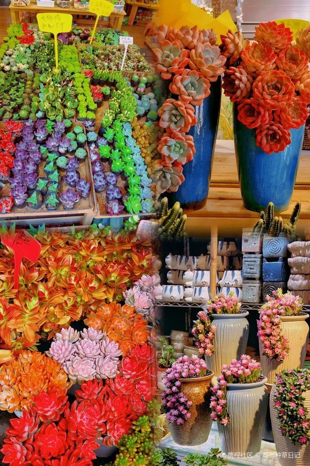 大新龍魚店，大新龍魚店有哪些特色服務