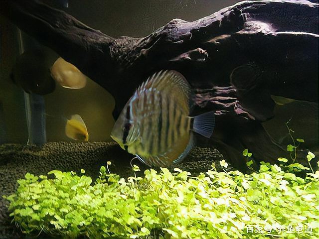 什么魚不能放沉木，沉木的魚不能不當(dāng)使用