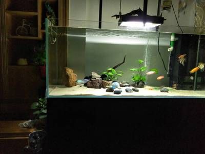 蘇虎苗水草適宜光照時間，蘇虎苗水草的適宜光照時間是多久 蘇虎苗水草適宜光照時間，蘇虎苗水草的適宜光照時間是多久 虎魚百科 第5張