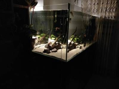 蘇虎苗水草適宜光照時間，蘇虎苗水草的適宜光照時間是多久 蘇虎苗水草適宜光照時間，蘇虎苗水草的適宜光照時間是多久 虎魚百科 第3張