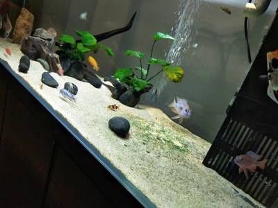 蘇虎苗水草適宜光照時間，蘇虎苗水草的適宜光照時間是多久 蘇虎苗水草適宜光照時間，蘇虎苗水草的適宜光照時間是多久 虎魚百科 第4張