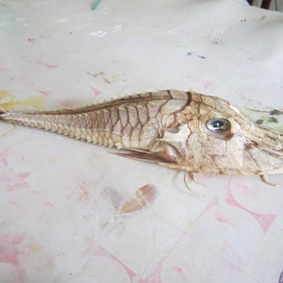 世界上有身披鎧甲的怪魚嗎，世界上有鎧甲的人類嗎？