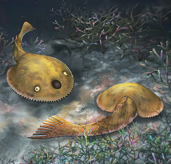 世界上有身披鎧甲的怪魚嗎，世界上有鎧甲的人類嗎？