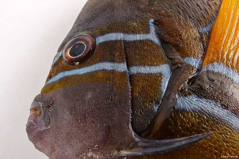 世界上有身披鎧甲的怪魚嗎，世界上有鎧甲的人類嗎？