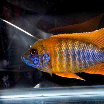 皇帝魚網圖，《海洋精靈—————皇帝魚生態圖鑒