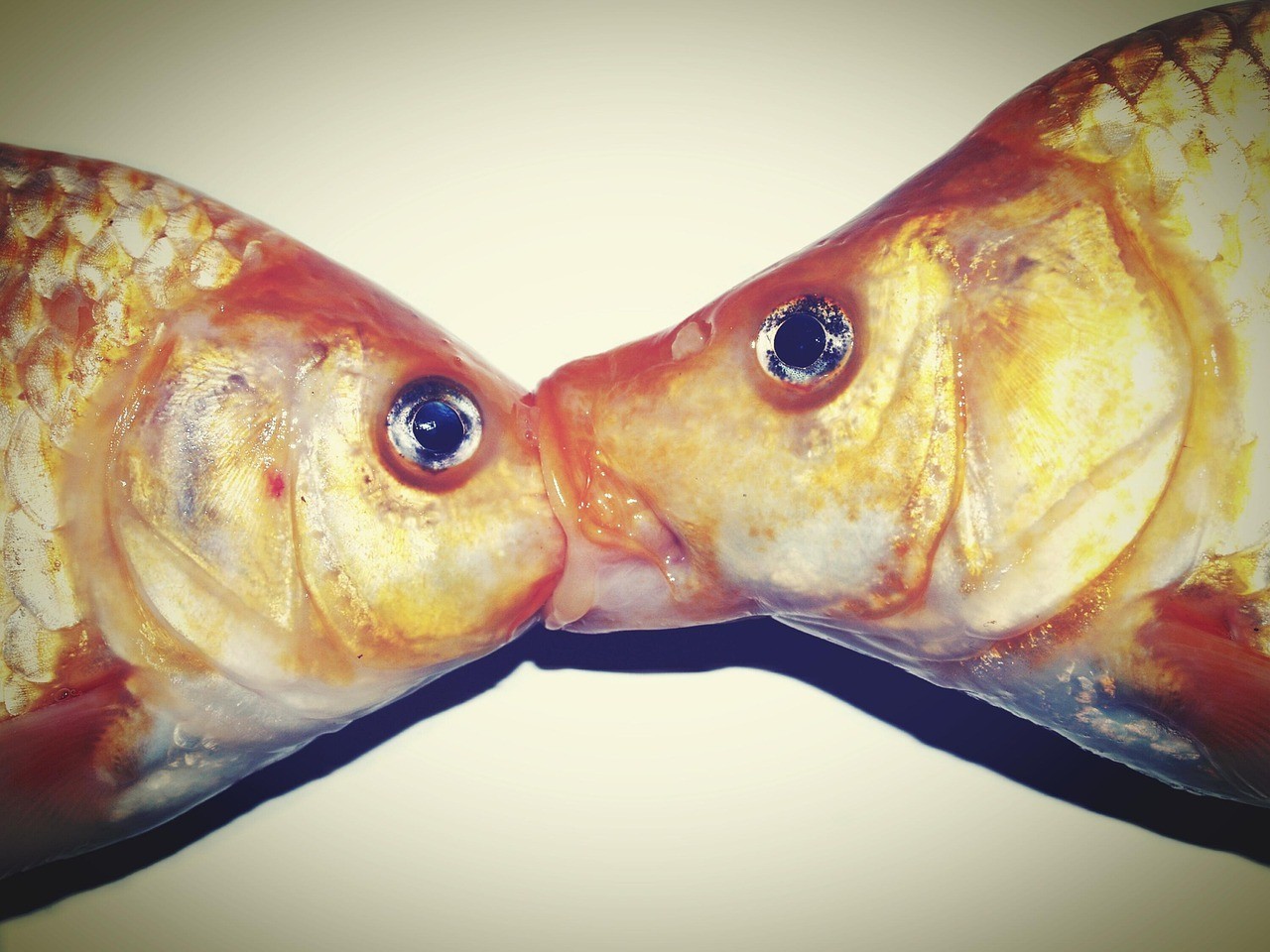銀龍魚的飼養(yǎng)方法視頻大全教程(銀龍魚的飼養(yǎng)方法視頻大全教程圖片) 銀龍魚的飼養(yǎng)方法視頻大全教程(銀龍魚的飼養(yǎng)方法視頻大全教程圖片) 銀龍魚百科 第2張