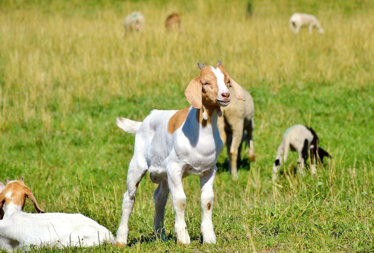 銀龍魚的飼養方法視頻大全教程(銀龍魚的飼養方法視頻大全教程圖片)
