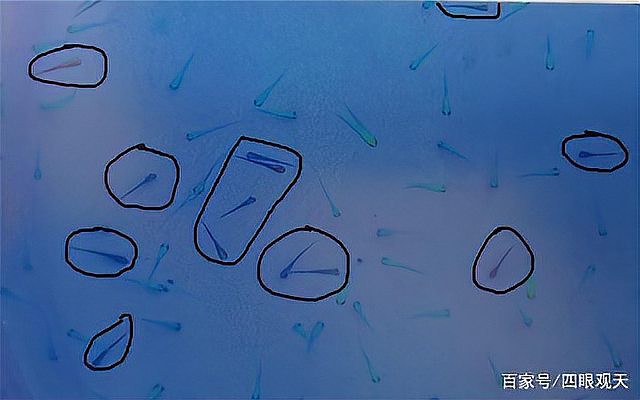 三色錦鯉和大正三色哪種好【大正三色與昭和三色的區別】