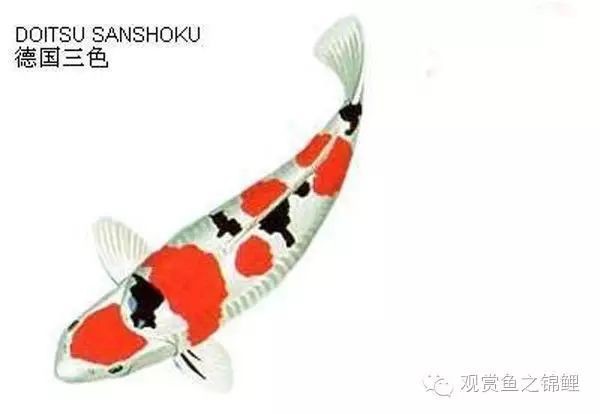 三色錦鯉和大正三色哪種好【大正三色與昭和三色的區別】