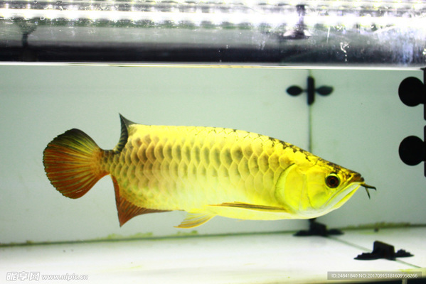 龍魚(yú)喂什么魚(yú)好看，如何判斷龍魚(yú)飽食狀態(tài)，龍魚(yú)與虎魚(yú)混養(yǎng)注意事項(xiàng)