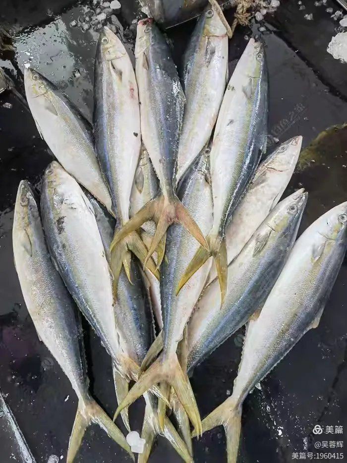 拉倫魚屬于什么檔次，拉侖(紡錘鰤)美篇網(wǎng)