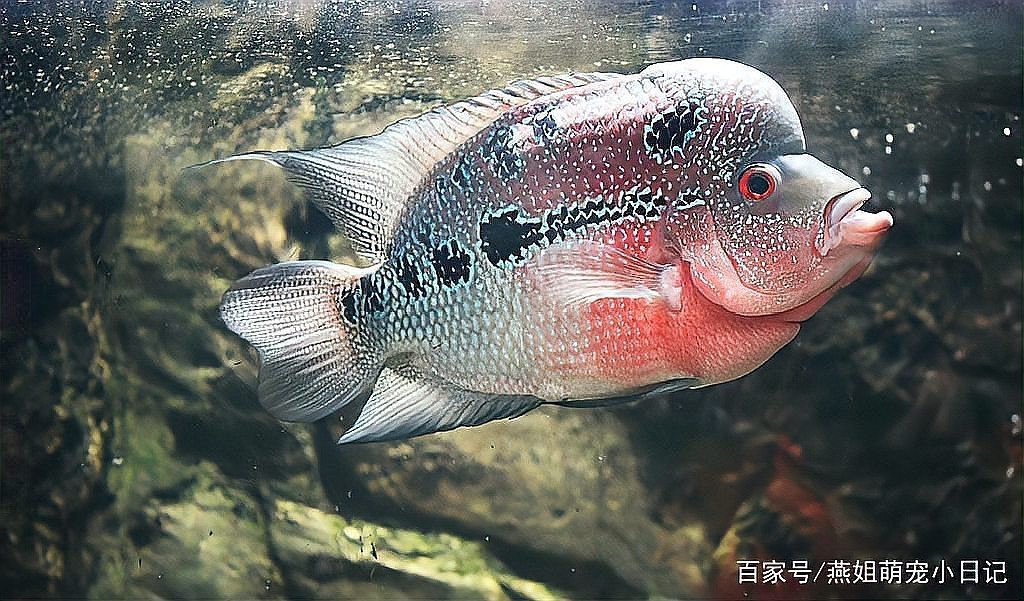什么魚會認主，什么魚會認主，錦鯉如何認主，錦鯉如何認主人表現