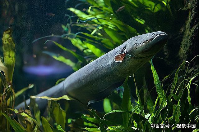 電鰻的祖先是誰，電鰻的發(fā)電能力