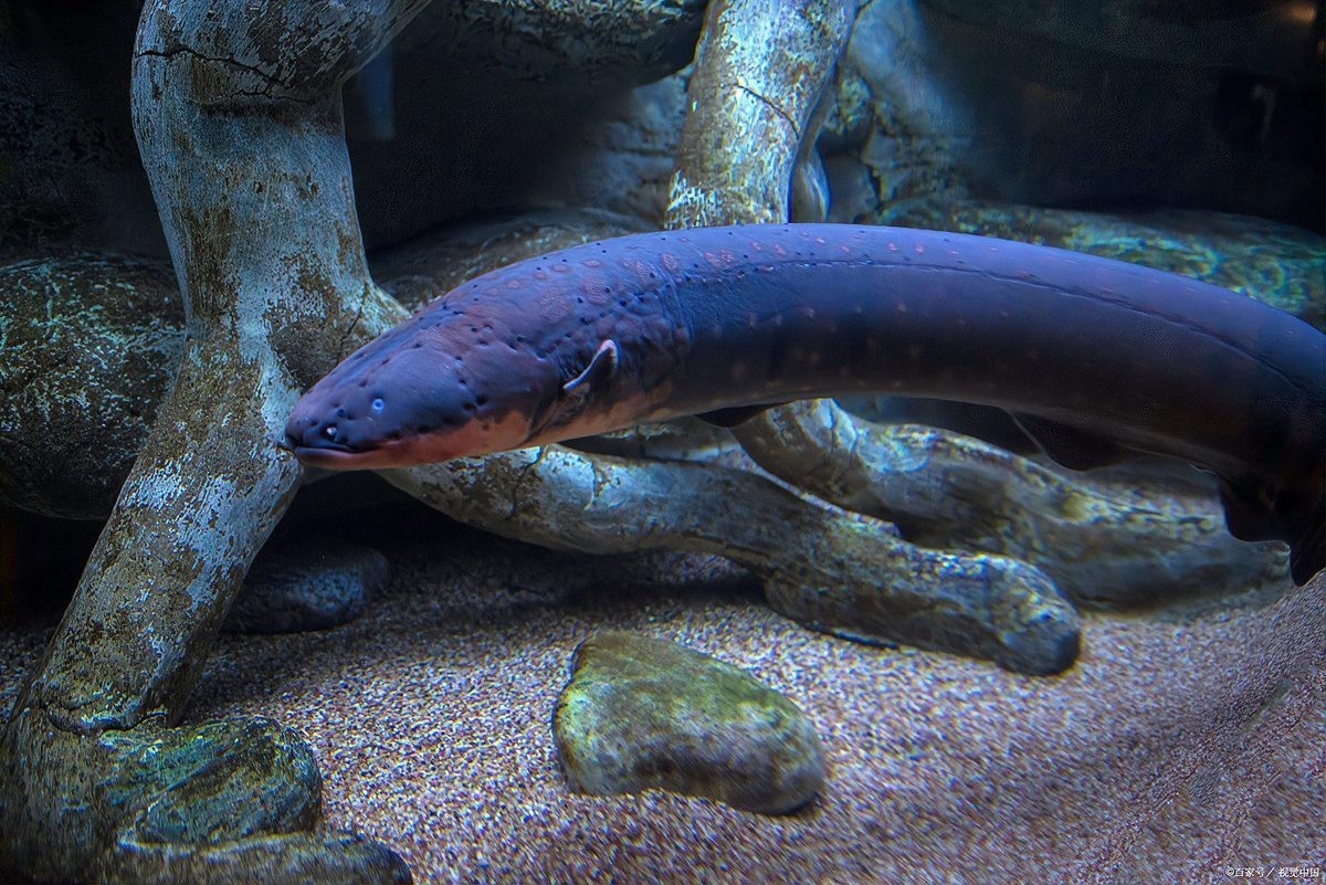 電鰻的祖先是誰，電鰻的發(fā)電能力