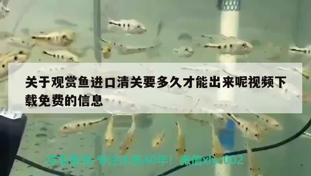 紅龍魚和虎魚混養用什么背景圖好呢（紅老虎魚能跟龍魚混養嗎）