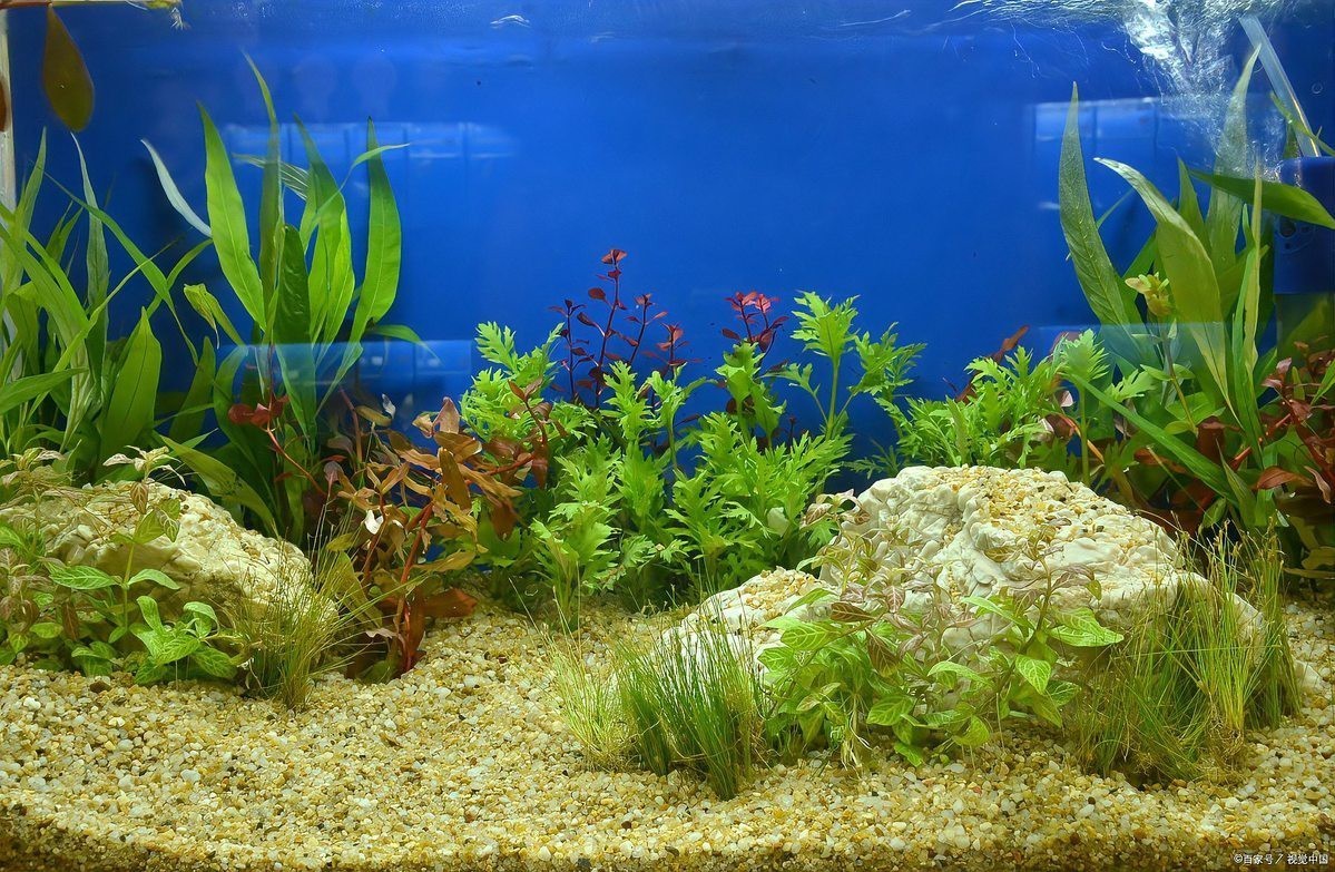 不打氧的魚幾天一換水，\