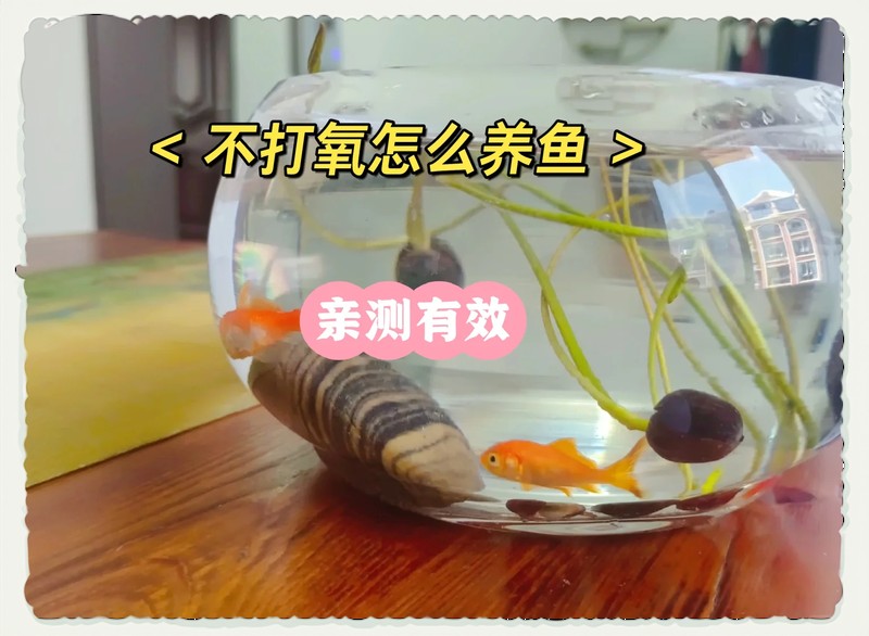 不打氧的魚幾天一換水，\