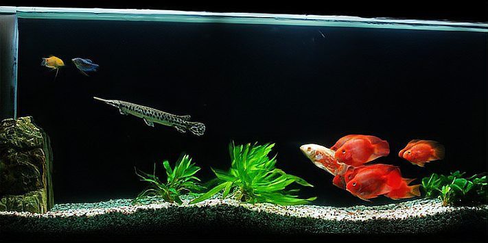 不打氧的魚幾天一換水，\