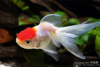 風(fēng)水魚缸的擺放位置對(duì)于財(cái)運(yùn)的影響：風(fēng)水魚缸擺放位置對(duì)于家居風(fēng)水的影響