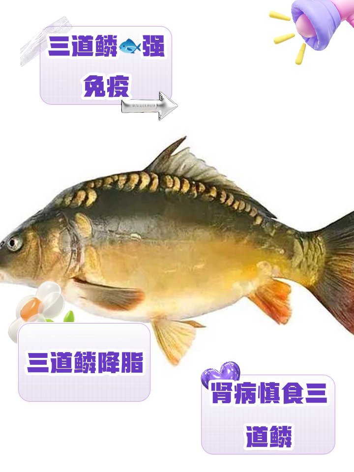 三道鱗魚是好還是不好【三道魚的健康風險】
