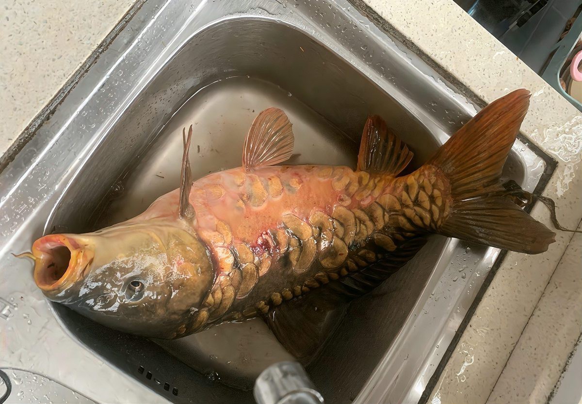 三道鱗魚是好還是不好【三道魚的健康風險】