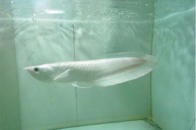 龍魚分類圖解：幾種常見的龍魚品其詳細(xì)描述