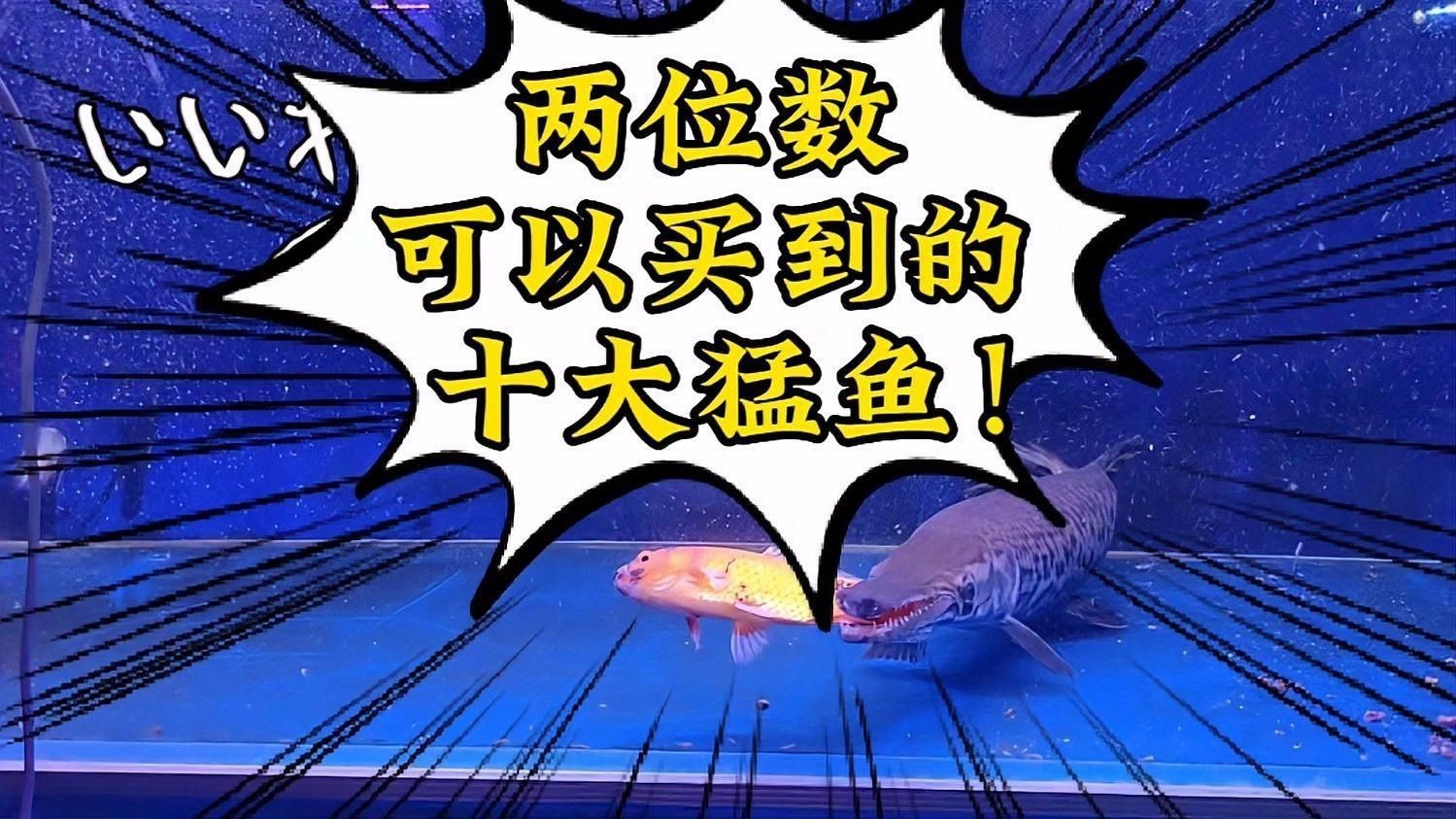 猛魚(yú)觀賞魚(yú)【便宜好養(yǎng)的八大猛魚(yú)】