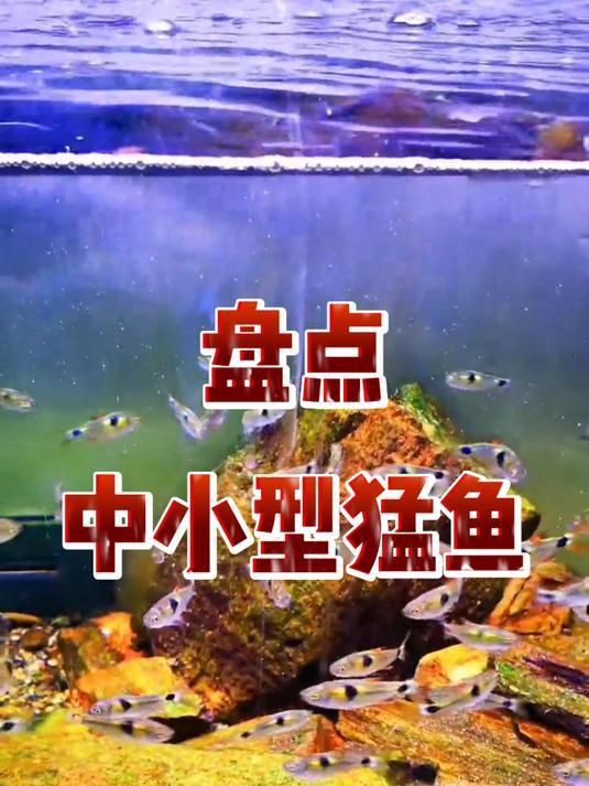 猛魚(yú)觀賞魚(yú)【便宜好養(yǎng)的八大猛魚(yú)】