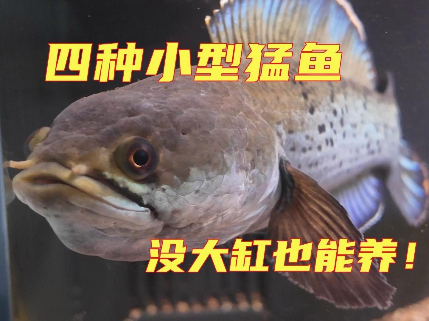 猛魚(yú)觀賞魚(yú)【便宜好養(yǎng)的八大猛魚(yú)】