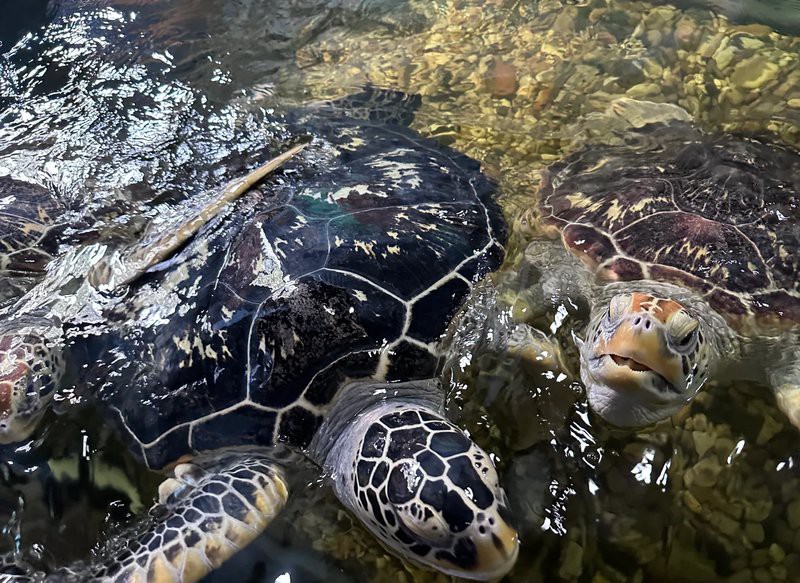 太湖水族店，太湖水族店的核心信息主要圍繞蘇州太湖海洋館展開