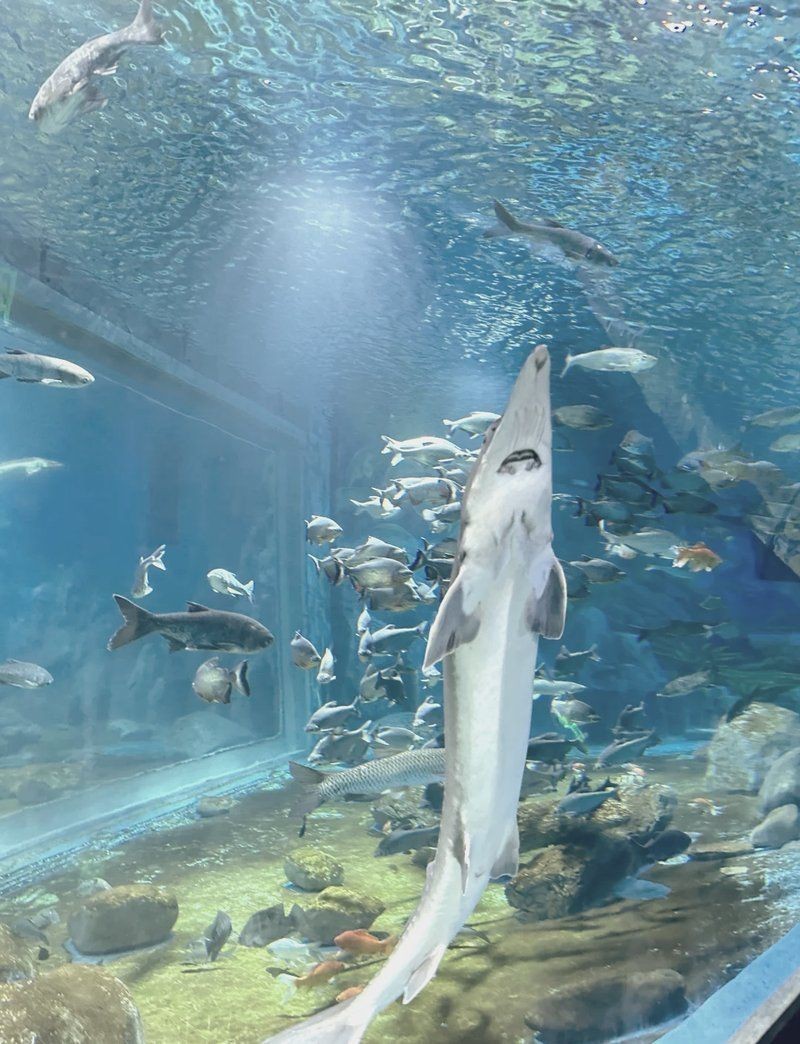 紹興水族店【紹興首座大型水族館:浙東淡水魚館】
